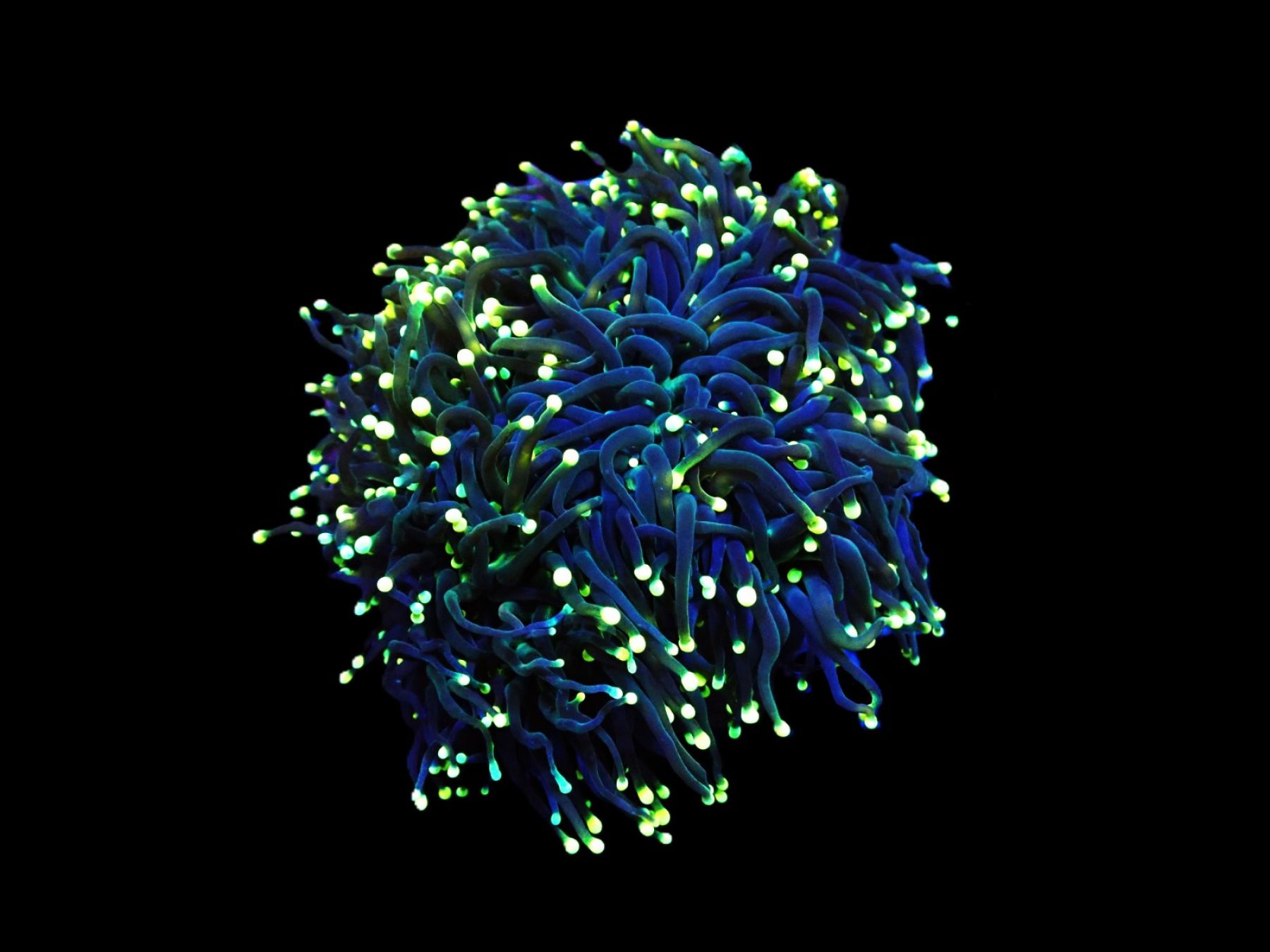 Euphyllia glabrescens (Black Torch)